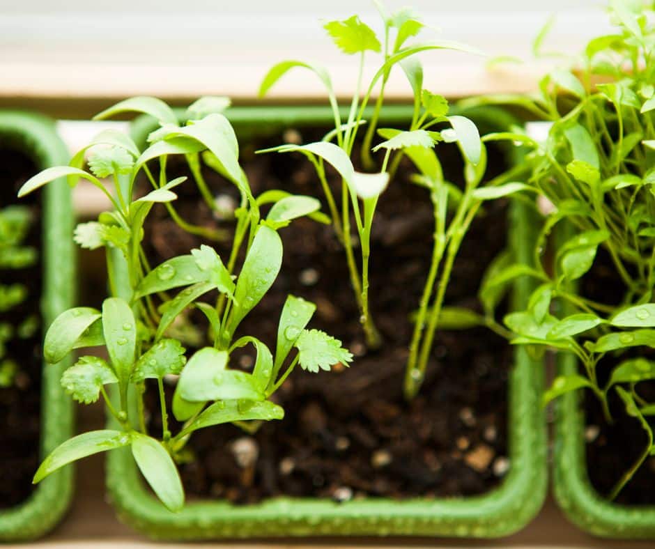 herb garden