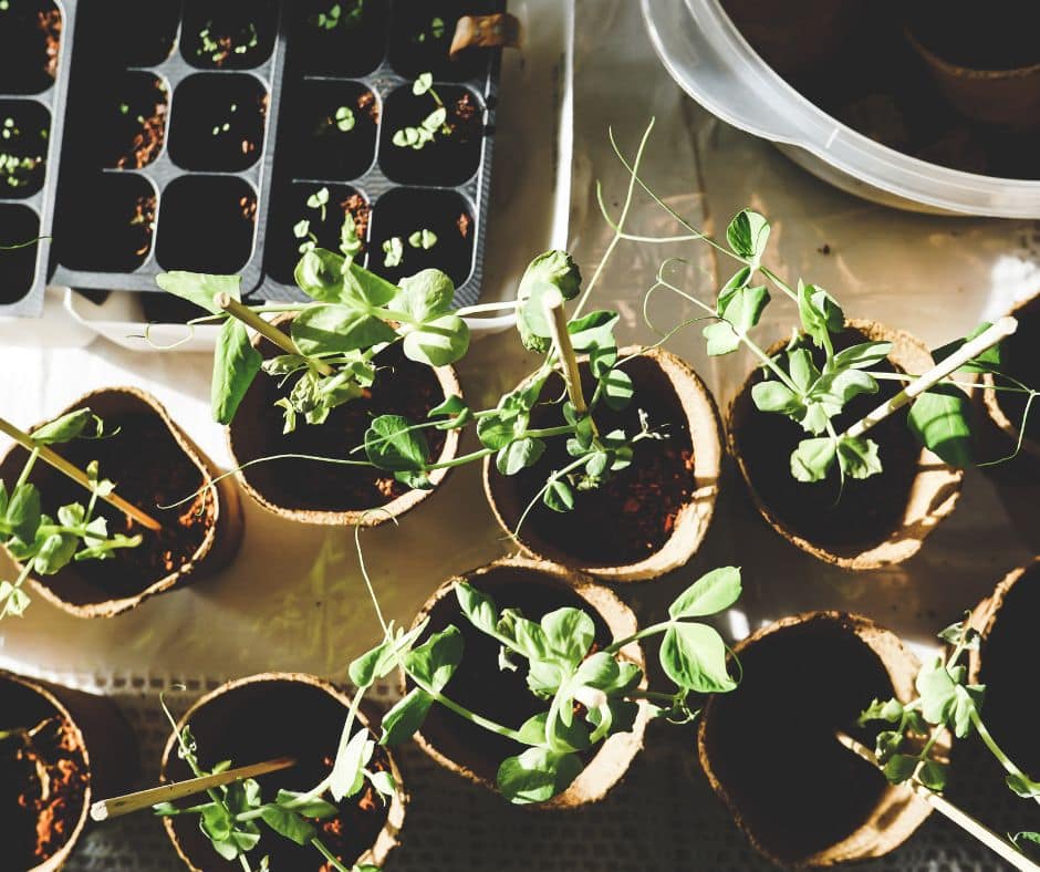 herb garden