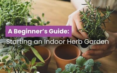 A Beginner’s Guide: Starting an Indoor Herb Garden