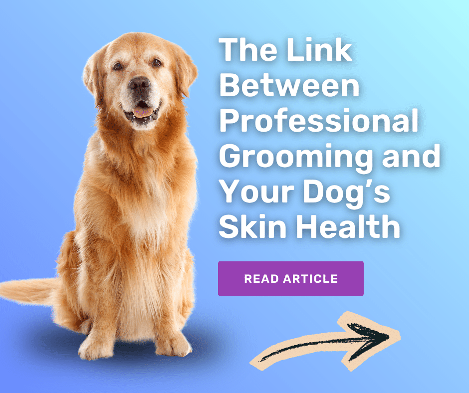 The Link Between Professional Grooming and Your Dog’s Skin Health