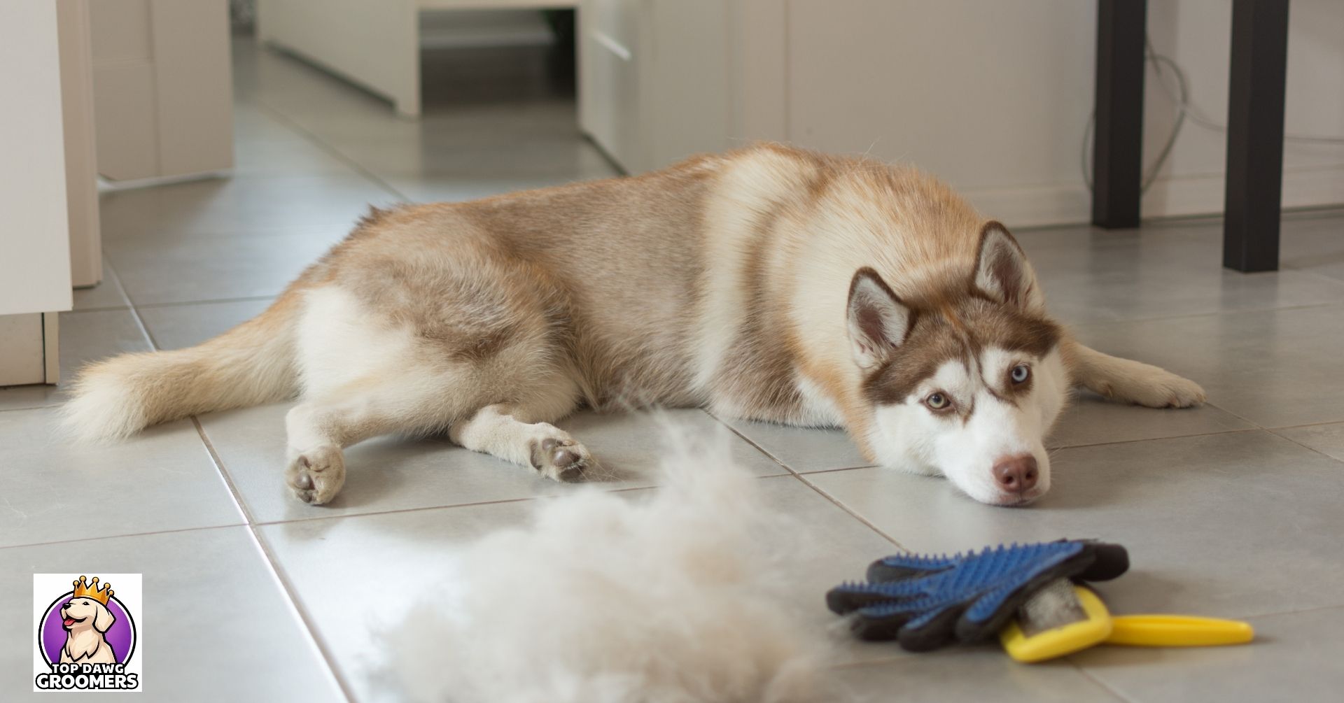 Reduce Dog Shedding
