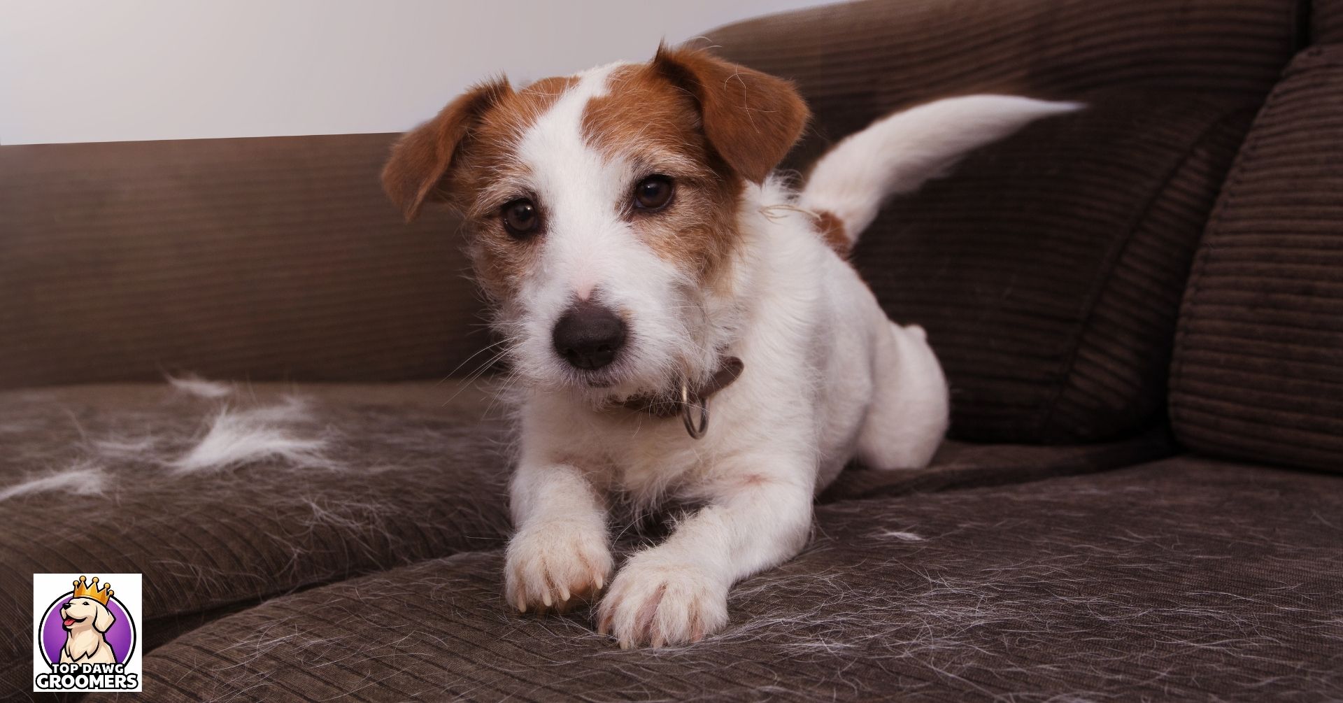 adelaide dog grooming