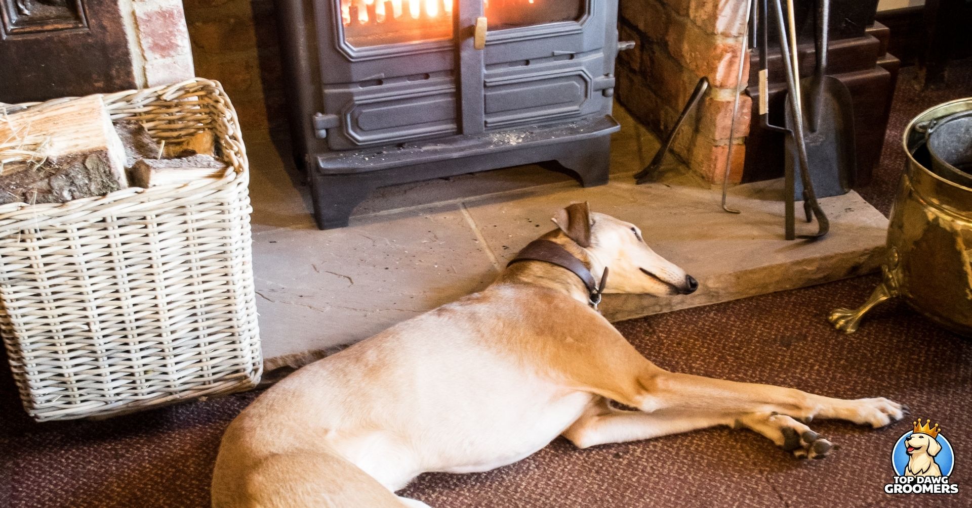 Cold Weather Care Dogs