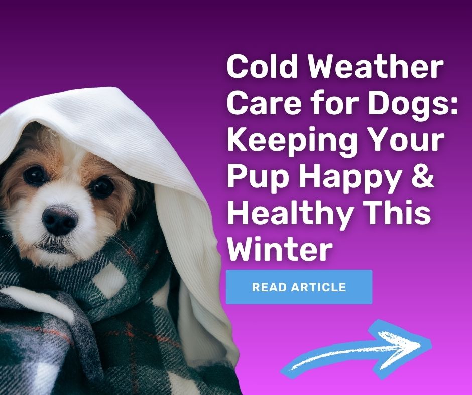 Cold Weather Care for Dogs Keeping Your Pup Happy & Healthy This Winter