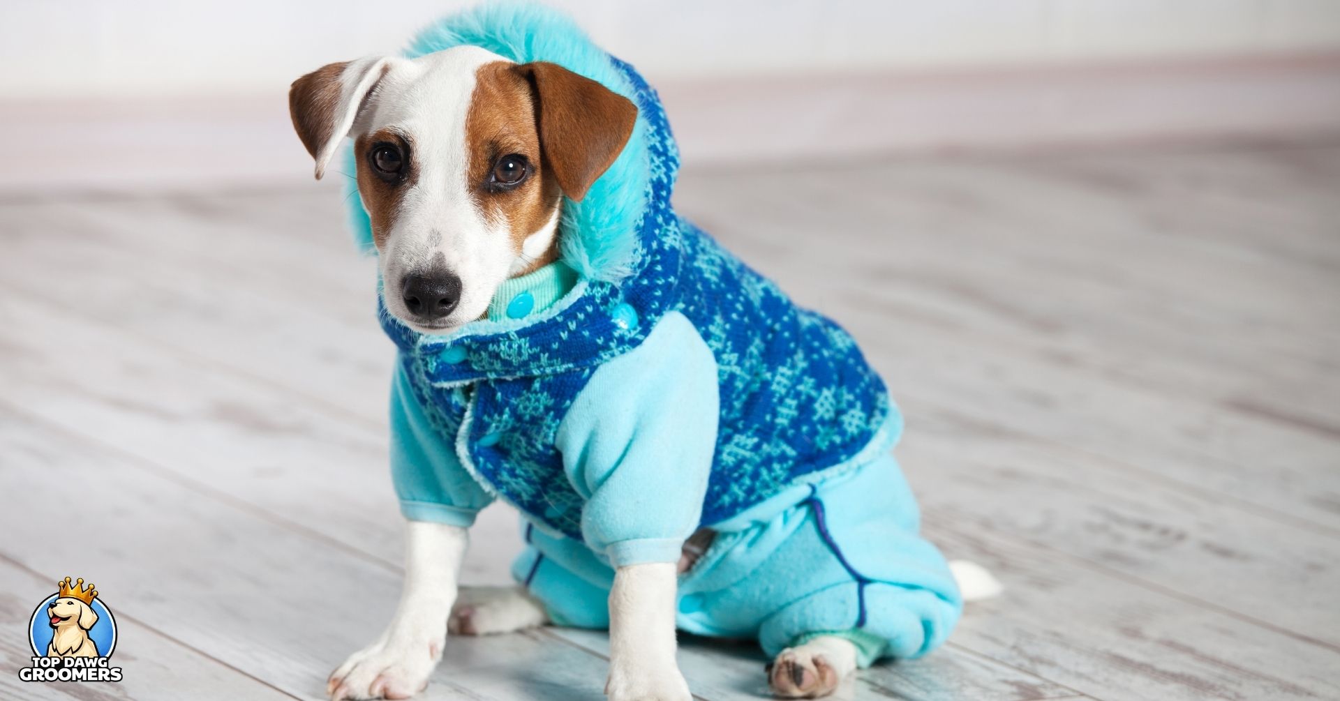 Cold Weather Care for Dogs