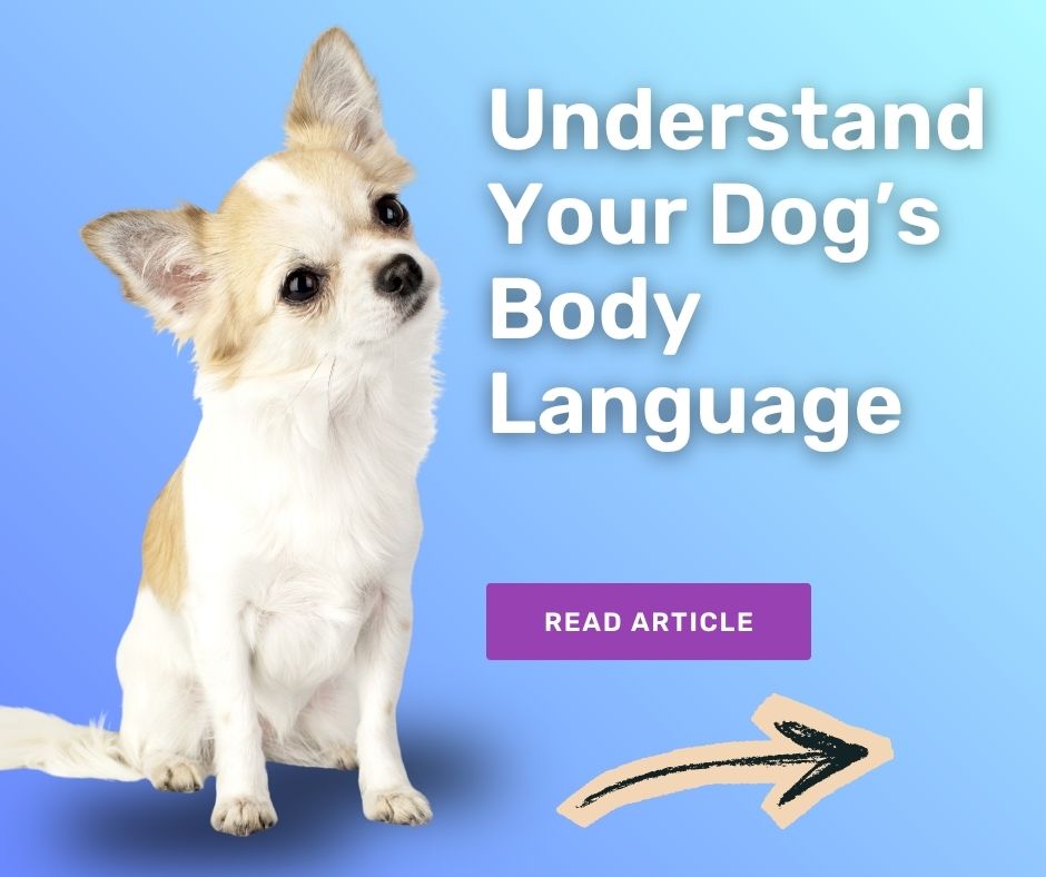 Understand Your Dog’s Body Language