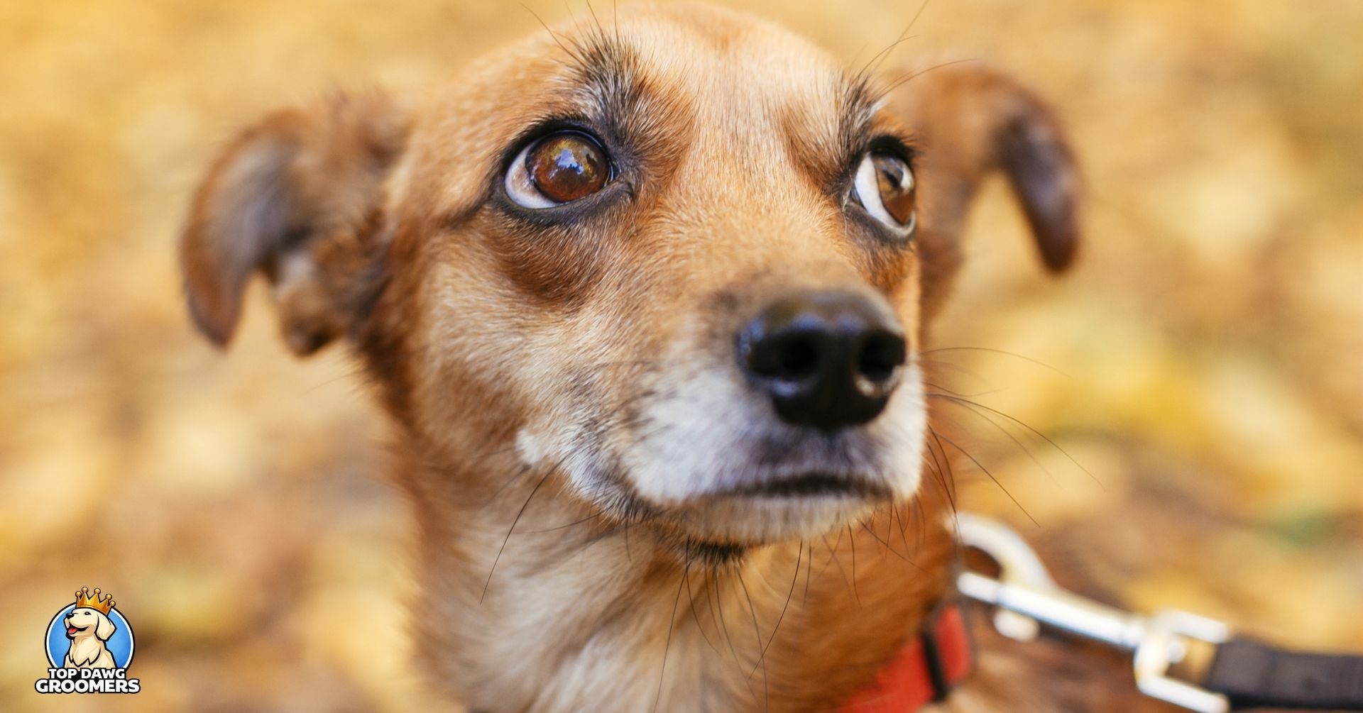 understand your dogs body language