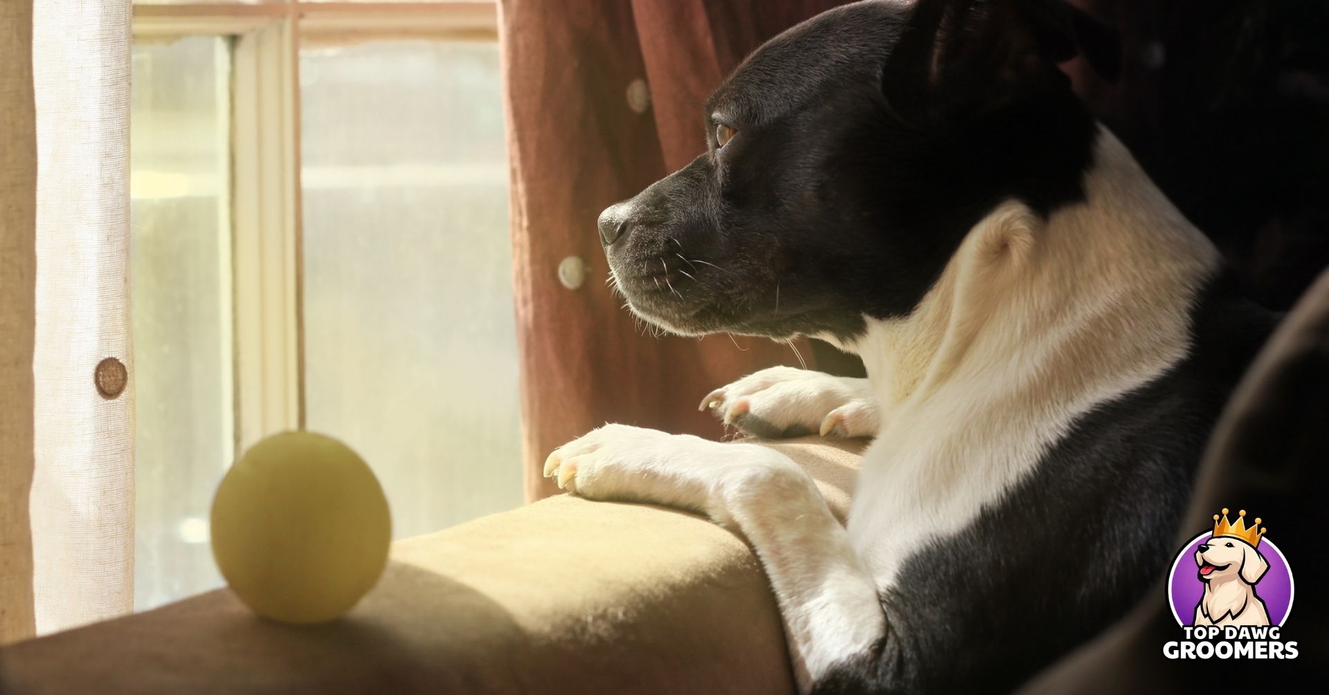 best dog breed for your lifestyle (2)