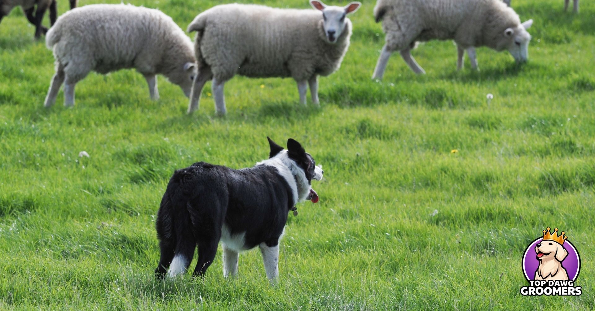 best dog breed for your lifestyle (4)