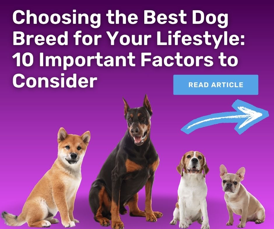 best dog breed for your lifestyle