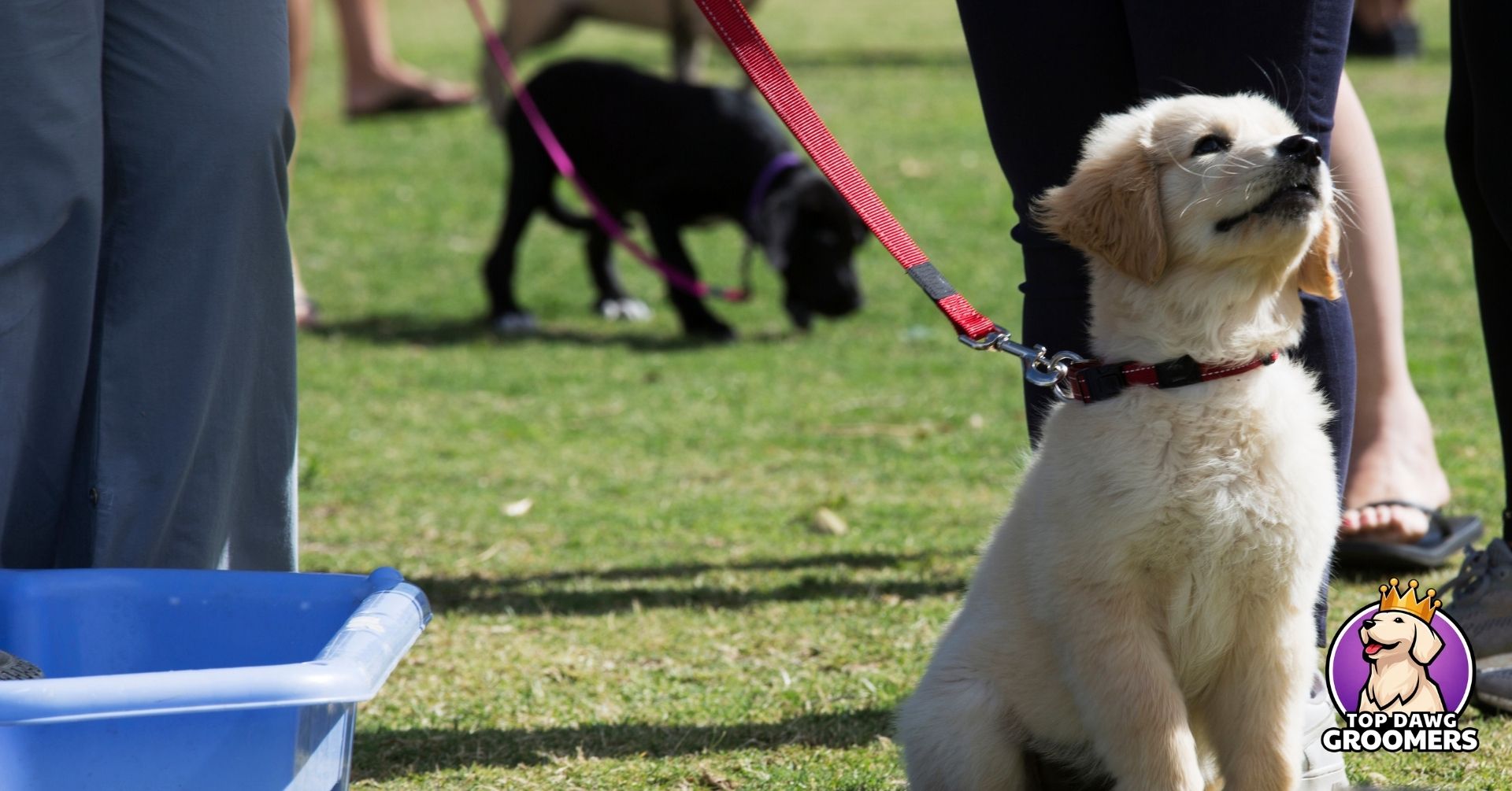 bond with your new puppy (4)