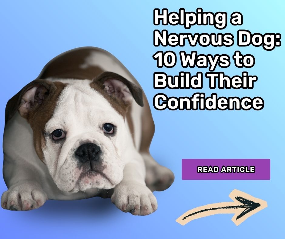 Helping a Nervous Dog: 10 Ways to Build Their Confidence