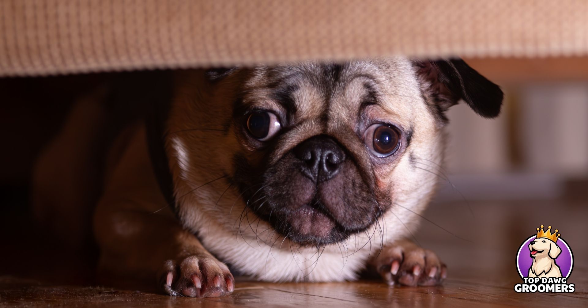 helping a nervous dog