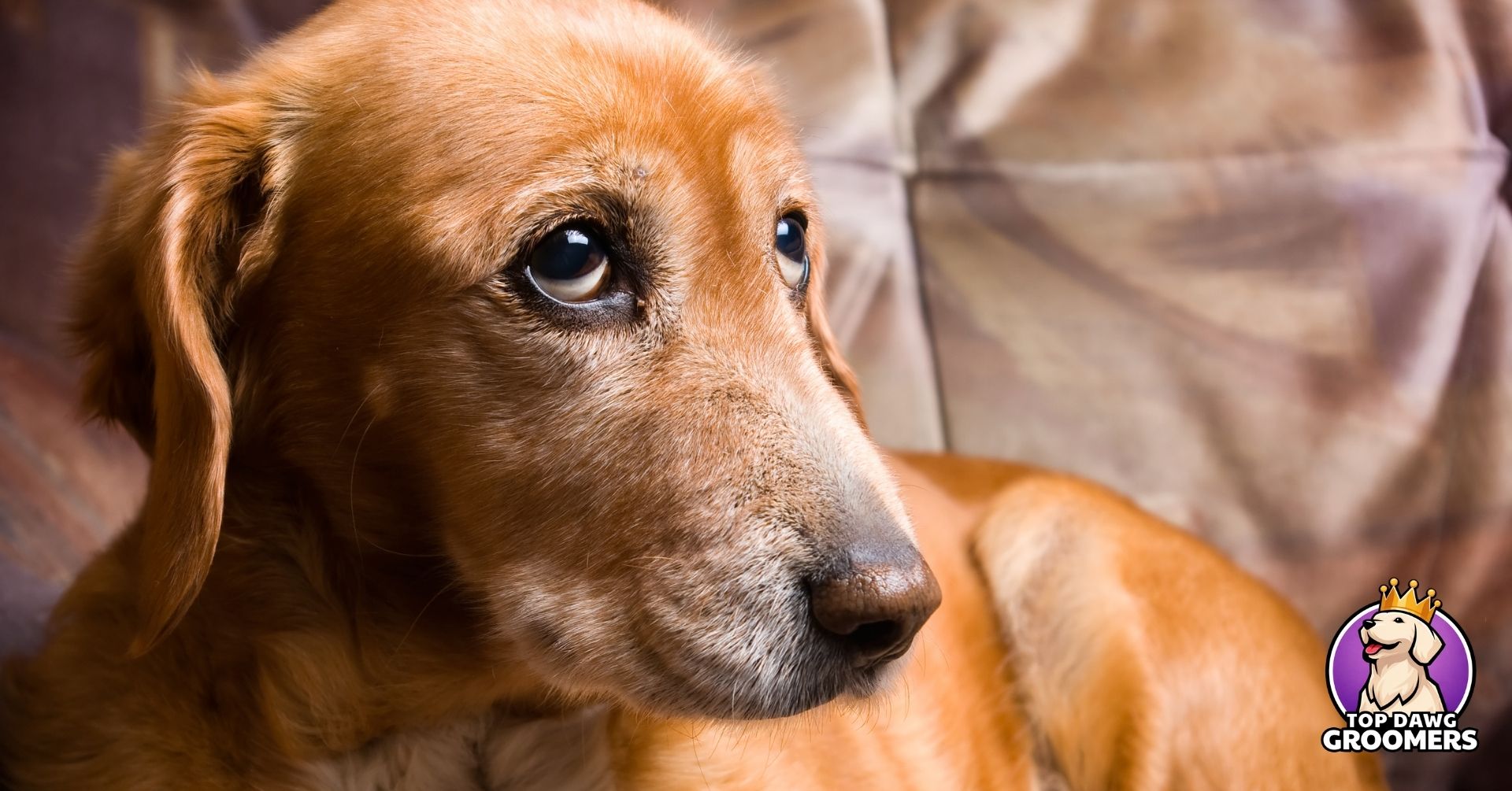 nervous dog