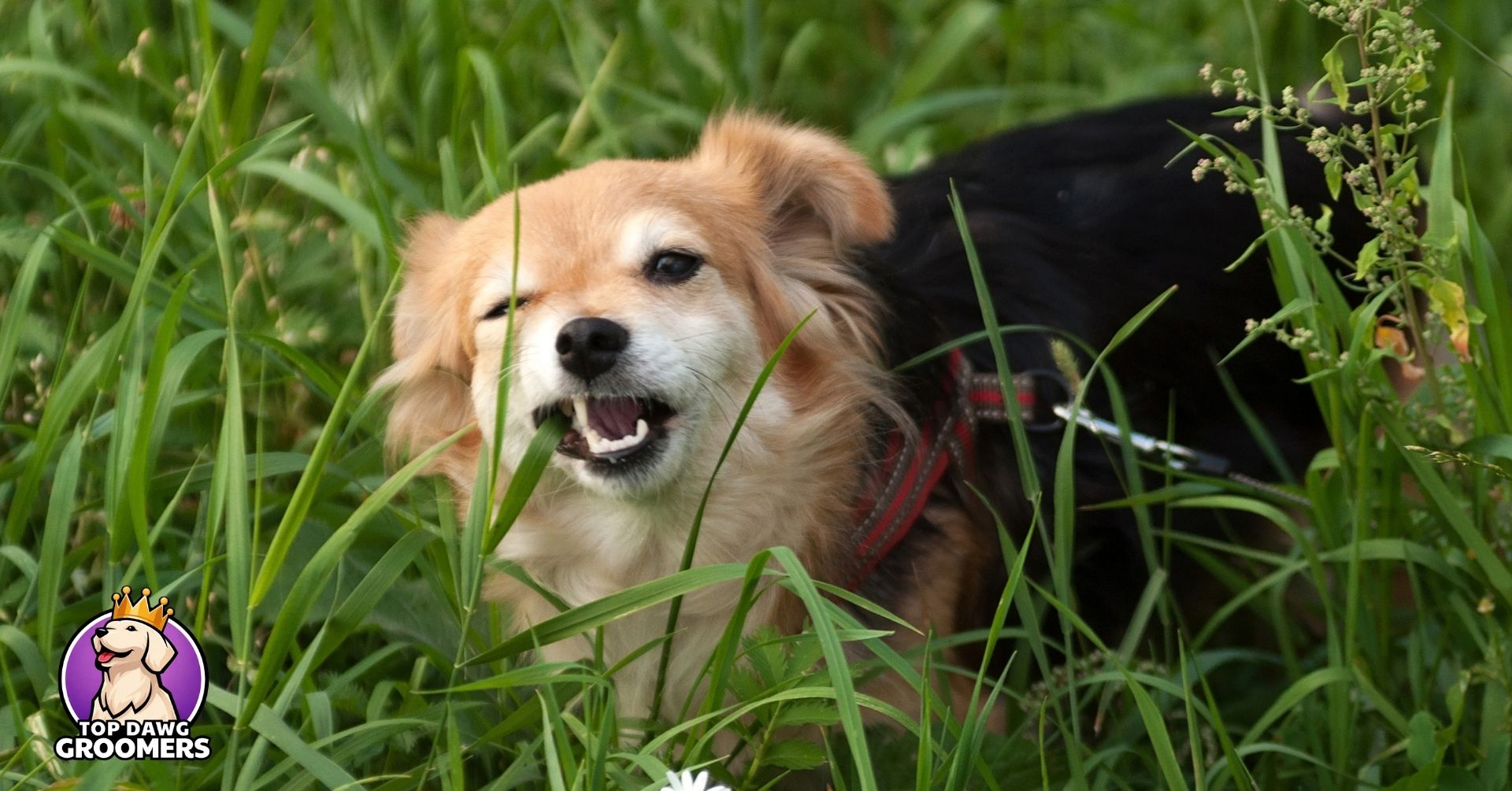 why do dogs eat grass