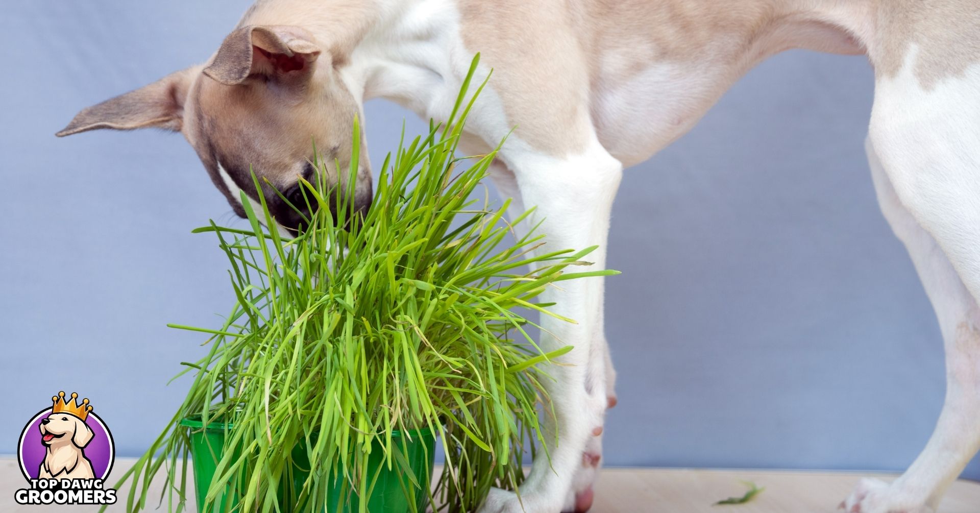 why do dogs eat grass