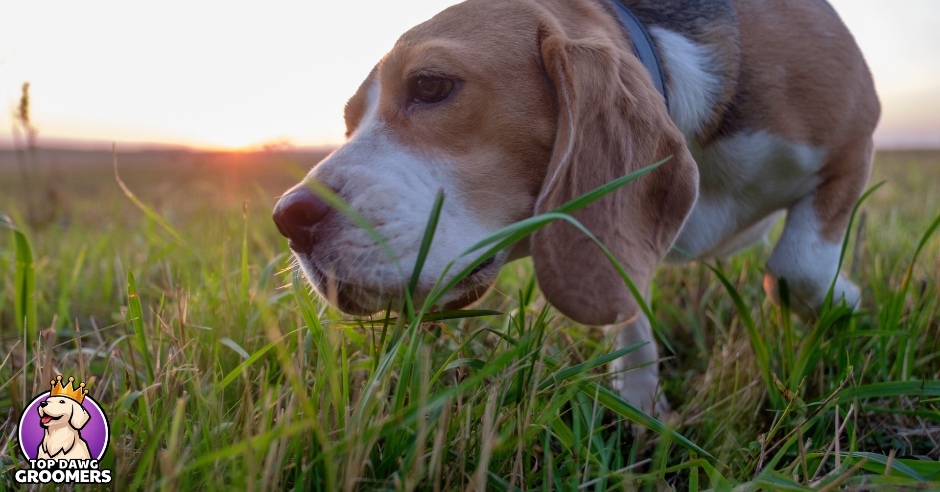 why do dogs eat grass