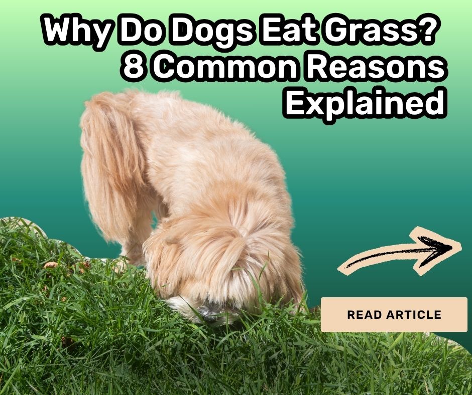 Why Do Dogs Eat Grass? 8 Common Reasons Explained