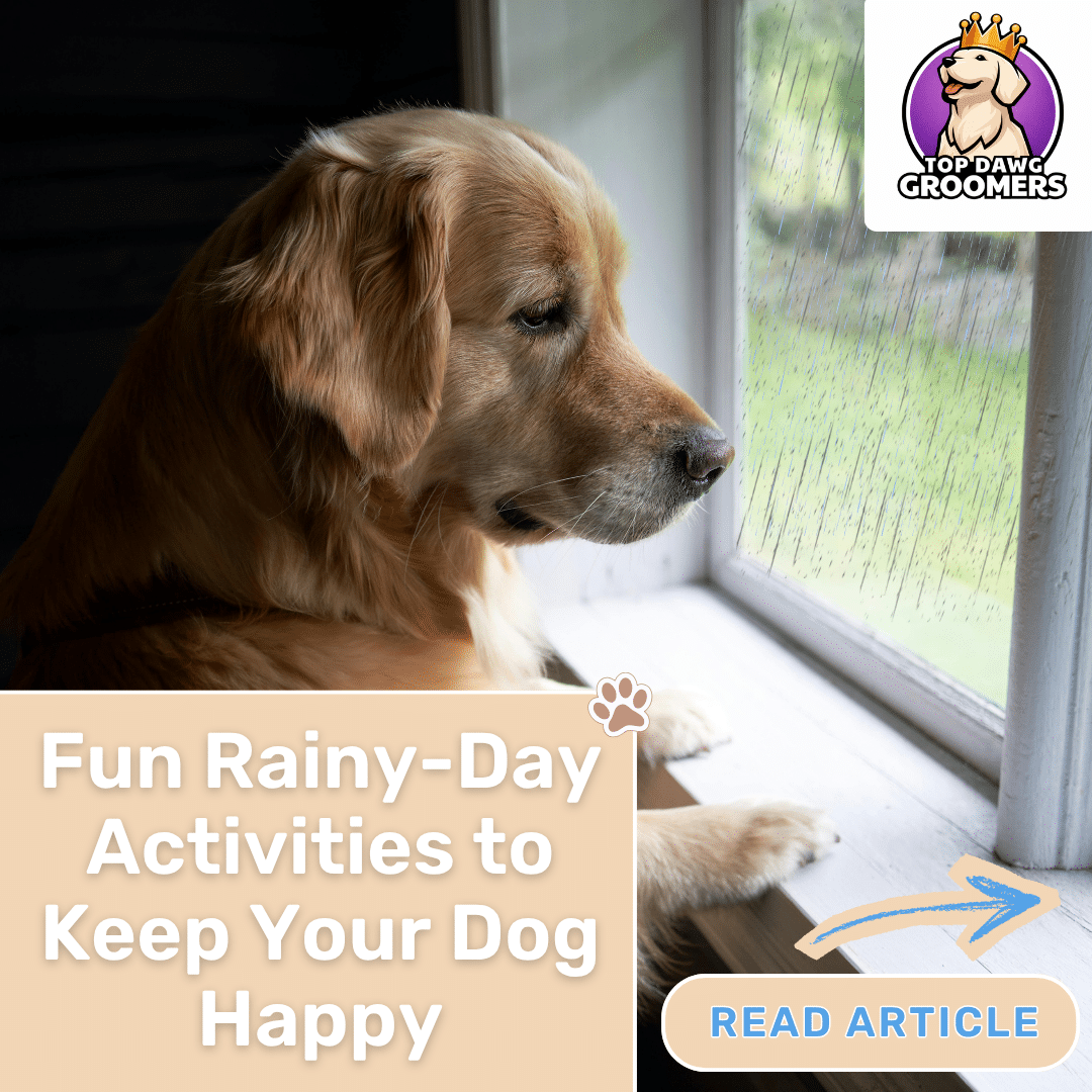 Indoor Enrichment Activities for Rainy Days
