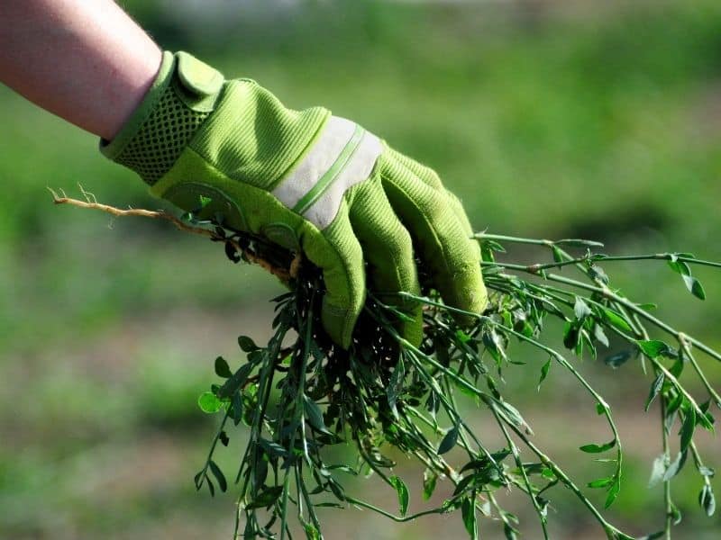 Gardening and home maintenance