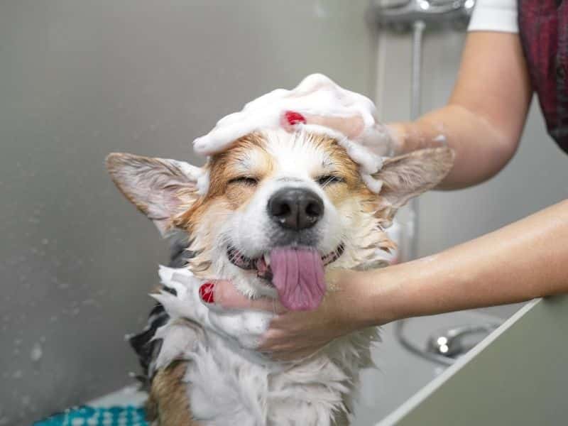 spring groom