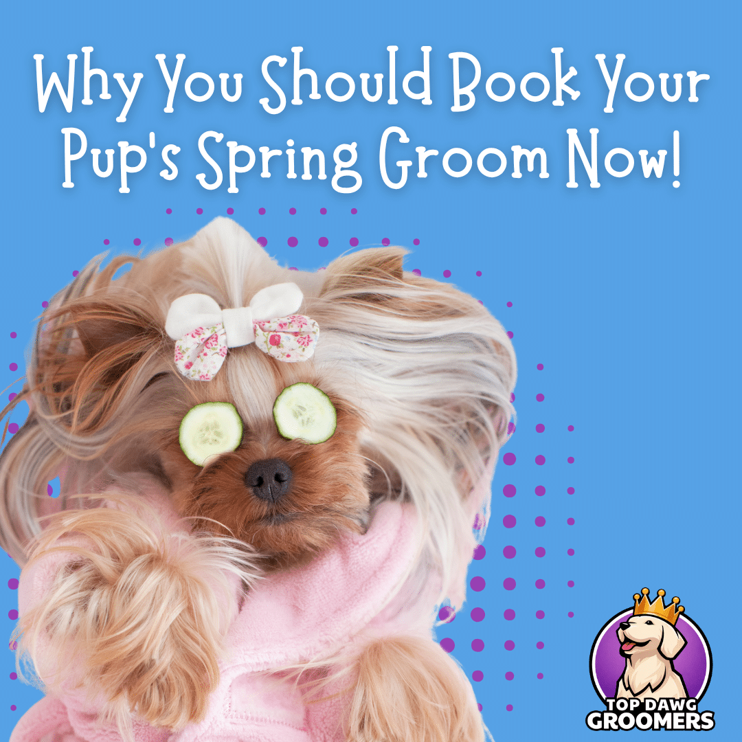 Your Pup’s Spring Groom: Why You Should Book Early