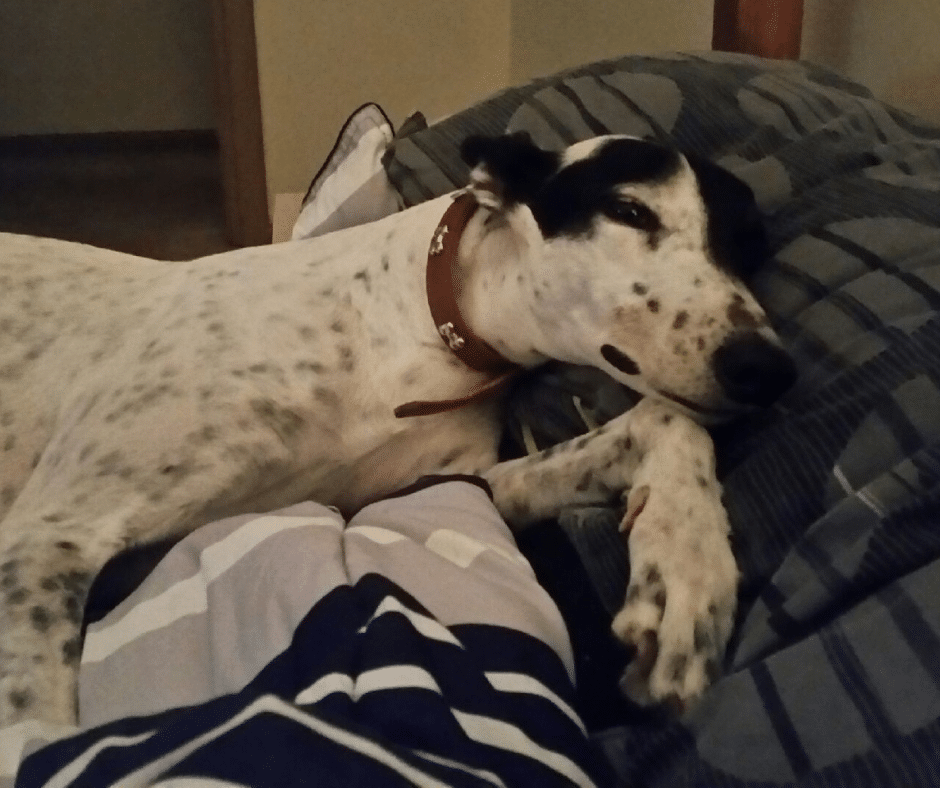 Adopting a Greyhound