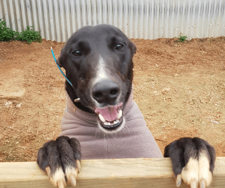 Adopting a Greyhound