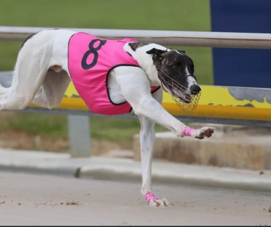 Adopting a Greyhound