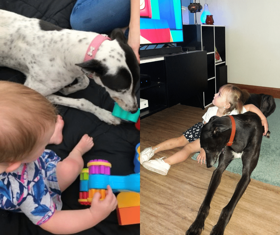Adopting a Greyhound