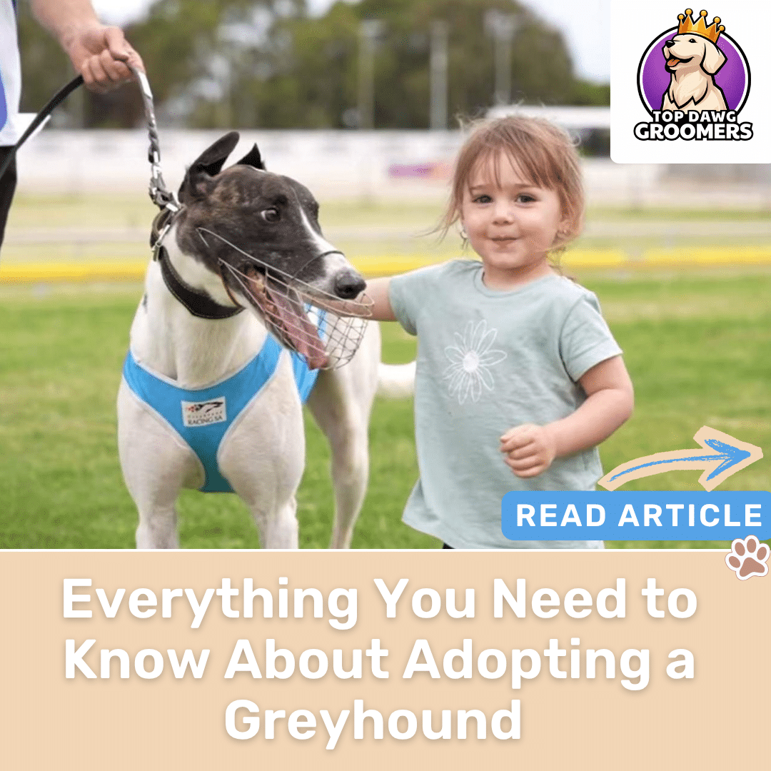 Adopting a Greyhound