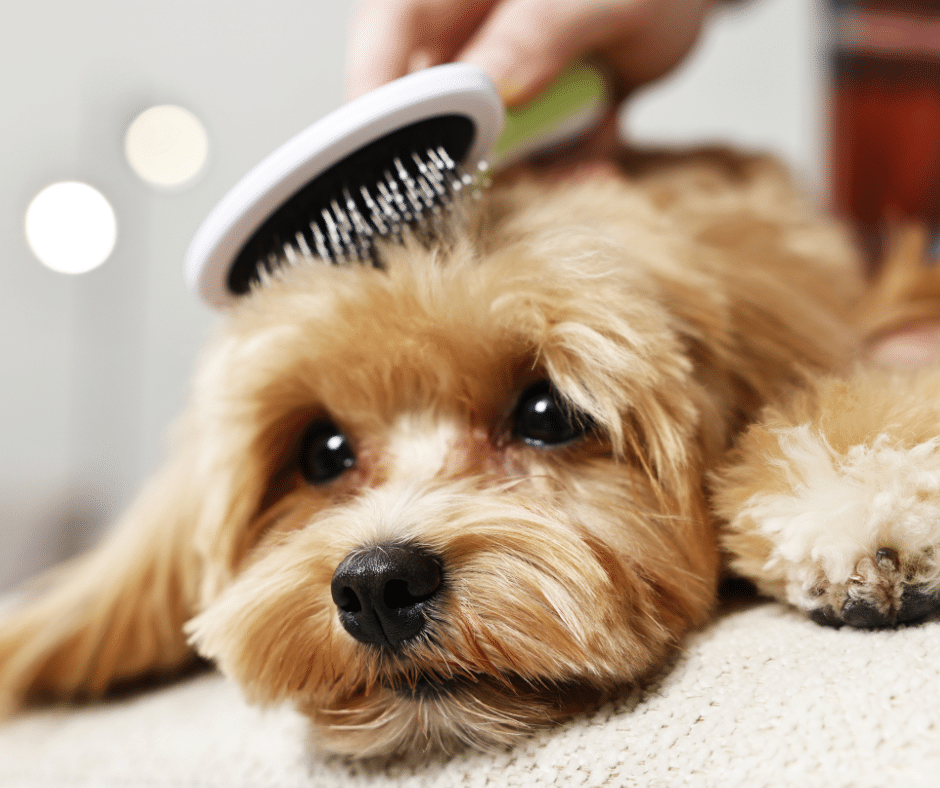 Best dog brushes