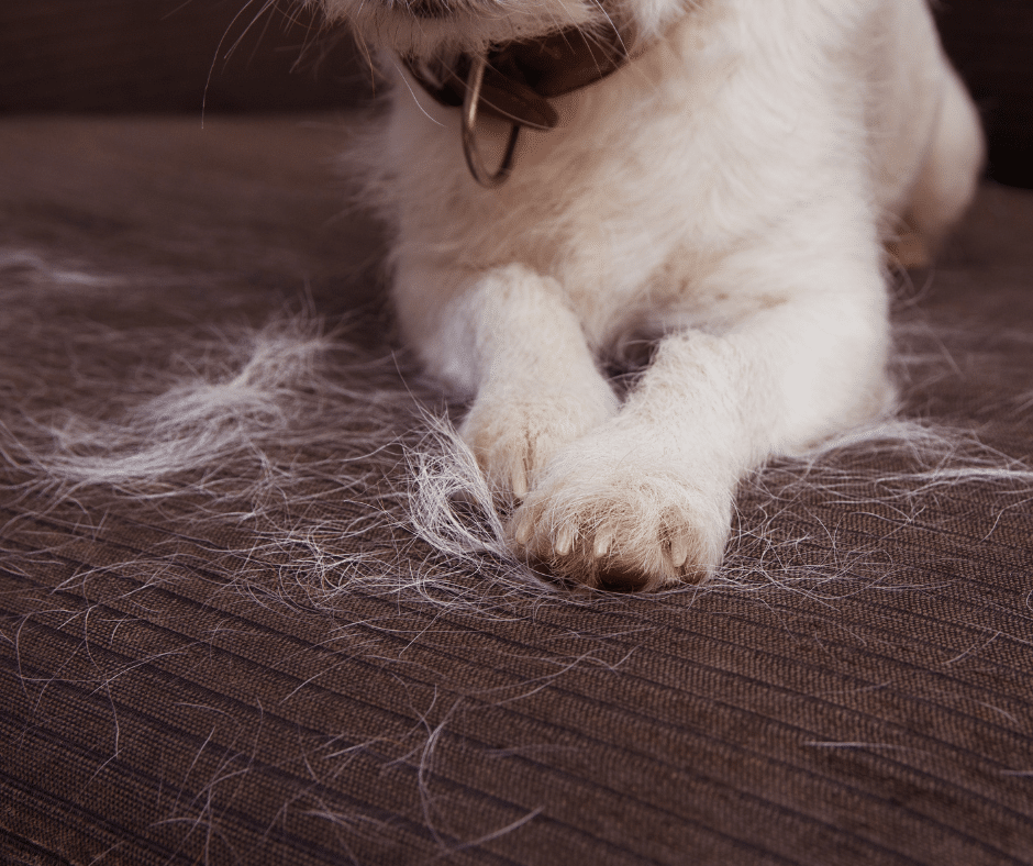 Best dog brushes