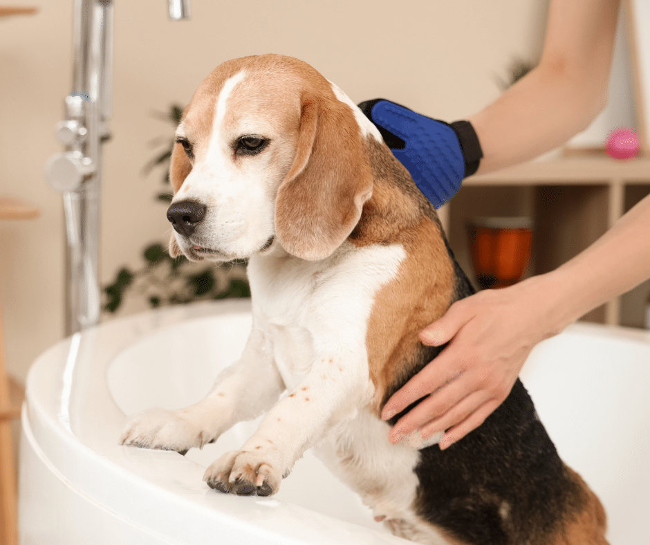 Best dog brushes