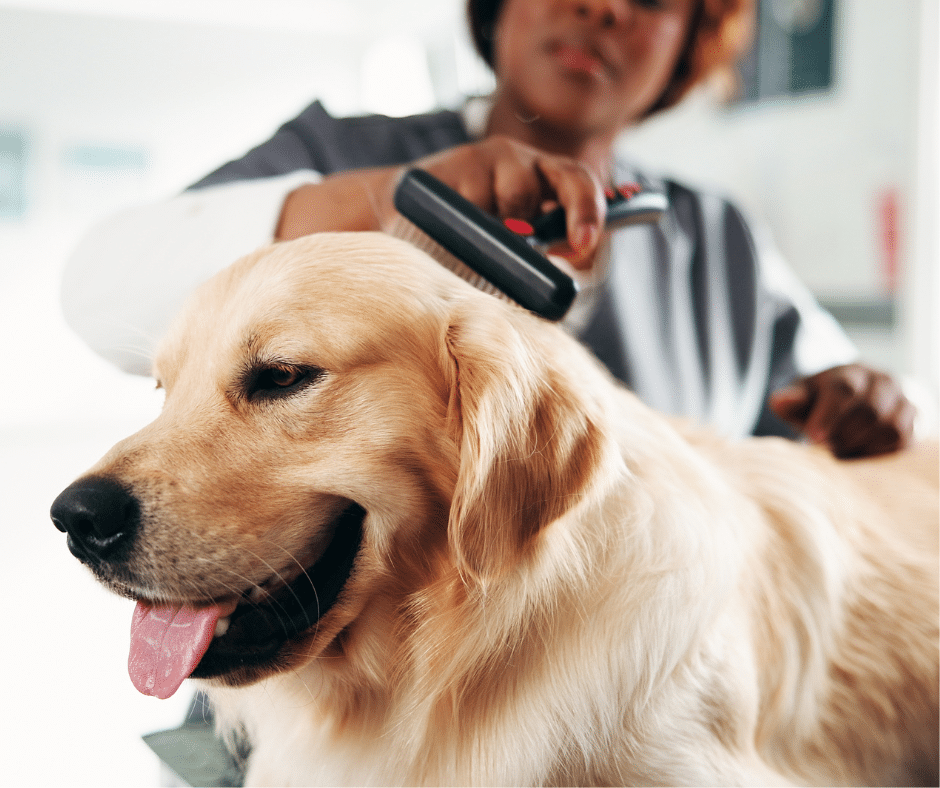 Best dog brushes