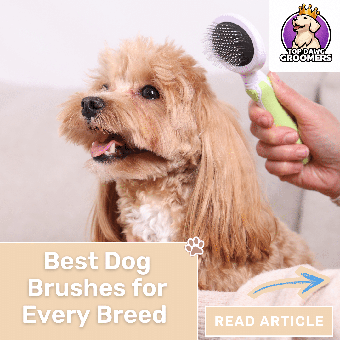 Best Dog Brushes for Every Breed