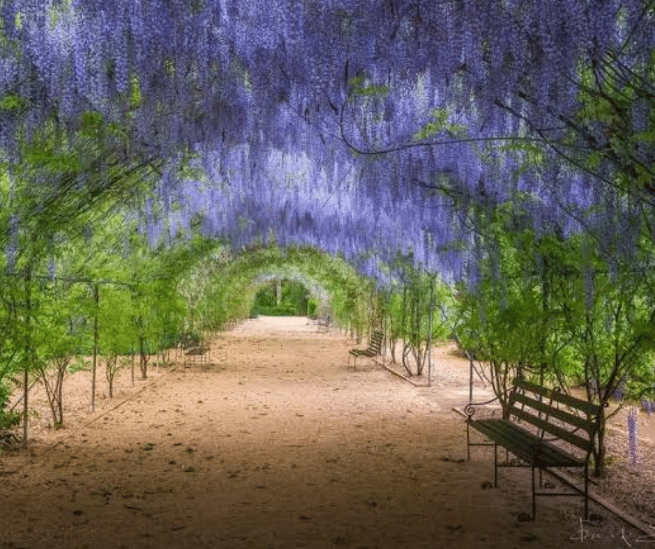 Spring in Adelaide