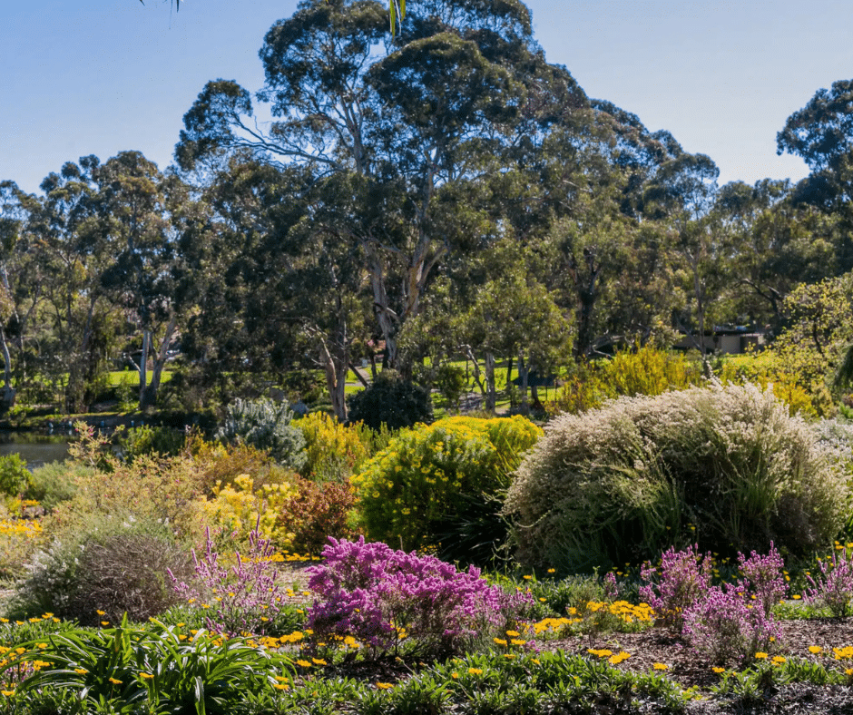 Spring in Adelaide