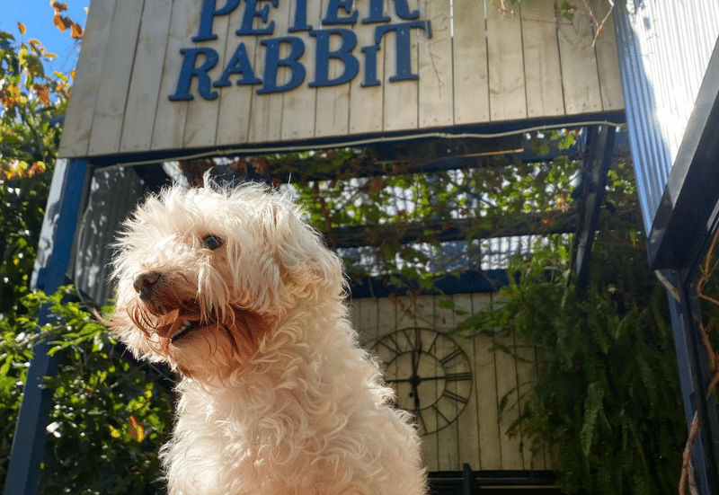 Pet-friendly cafés in Adelaide