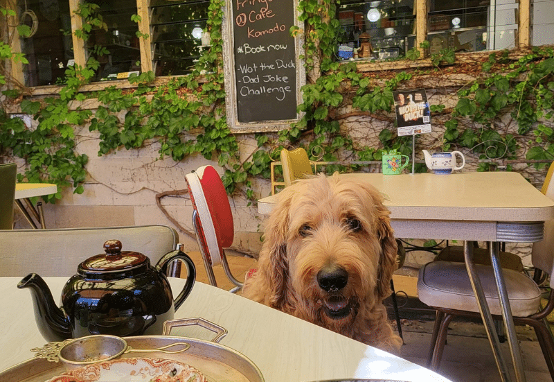 Pet-friendly cafés in Adelaide
