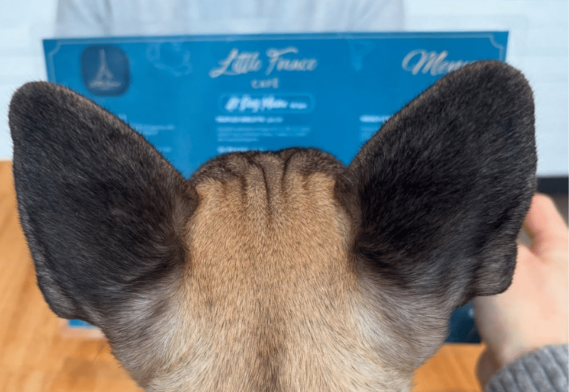 Pet-friendly cafés in Adelaide