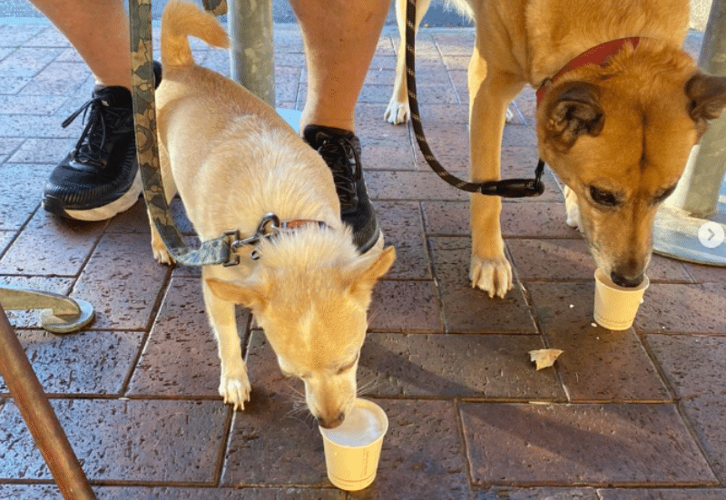 Pet-friendly cafés in Adelaide