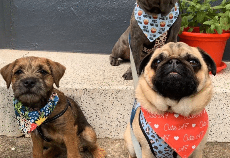 Pet-friendly cafés in Adelaide