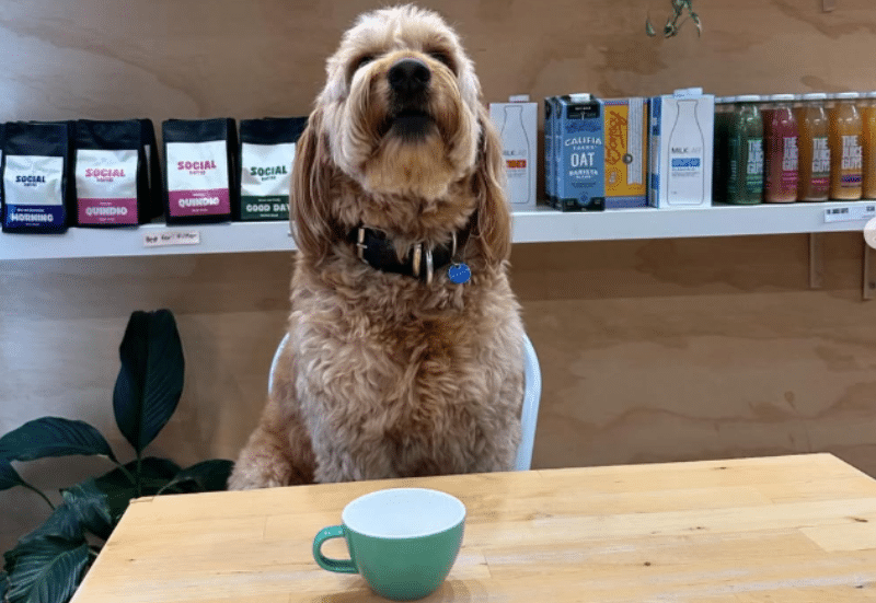 Pet-friendly cafés in Adelaide