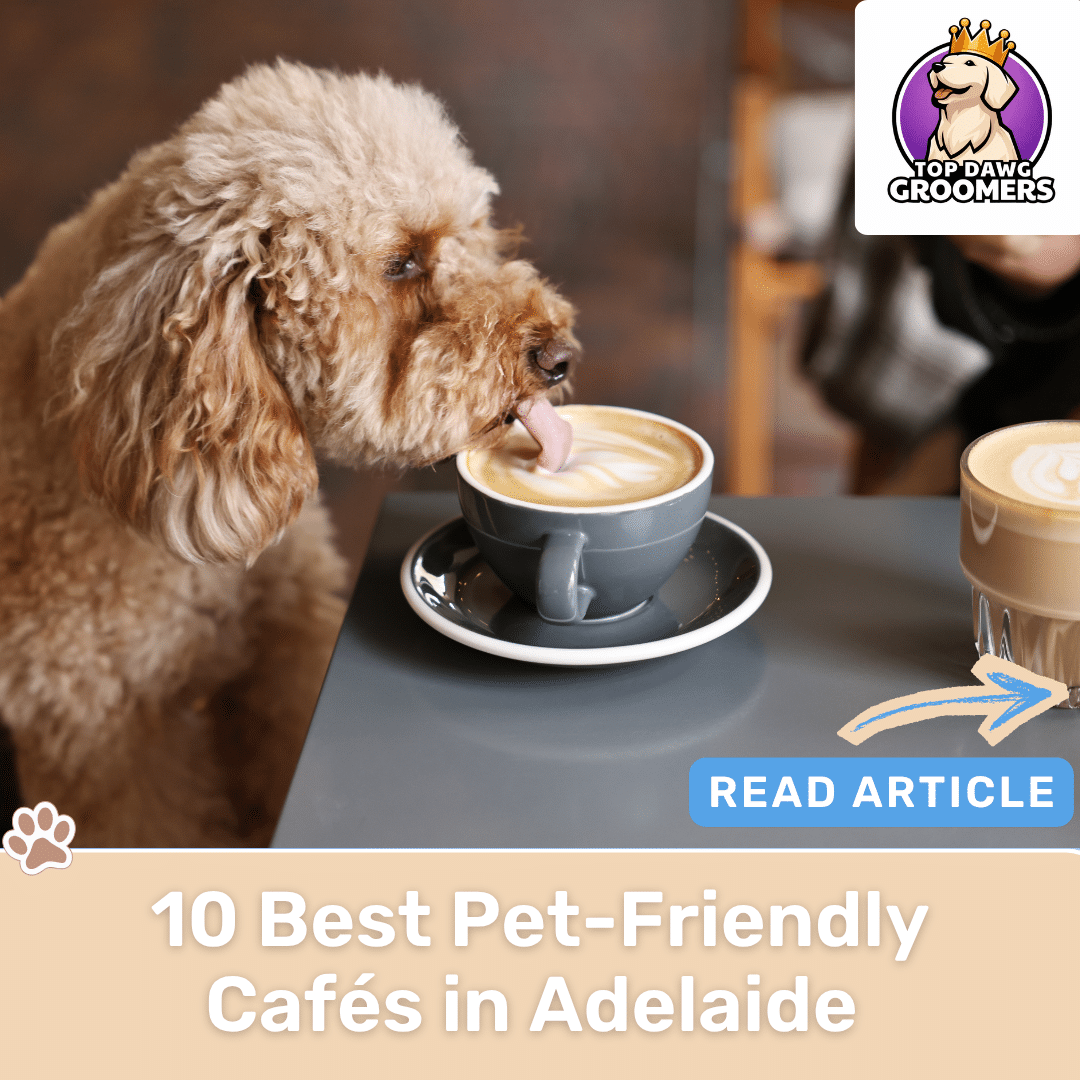 10 Best Pet-Friendly Cafés in Adelaide to Visit With Your Dog