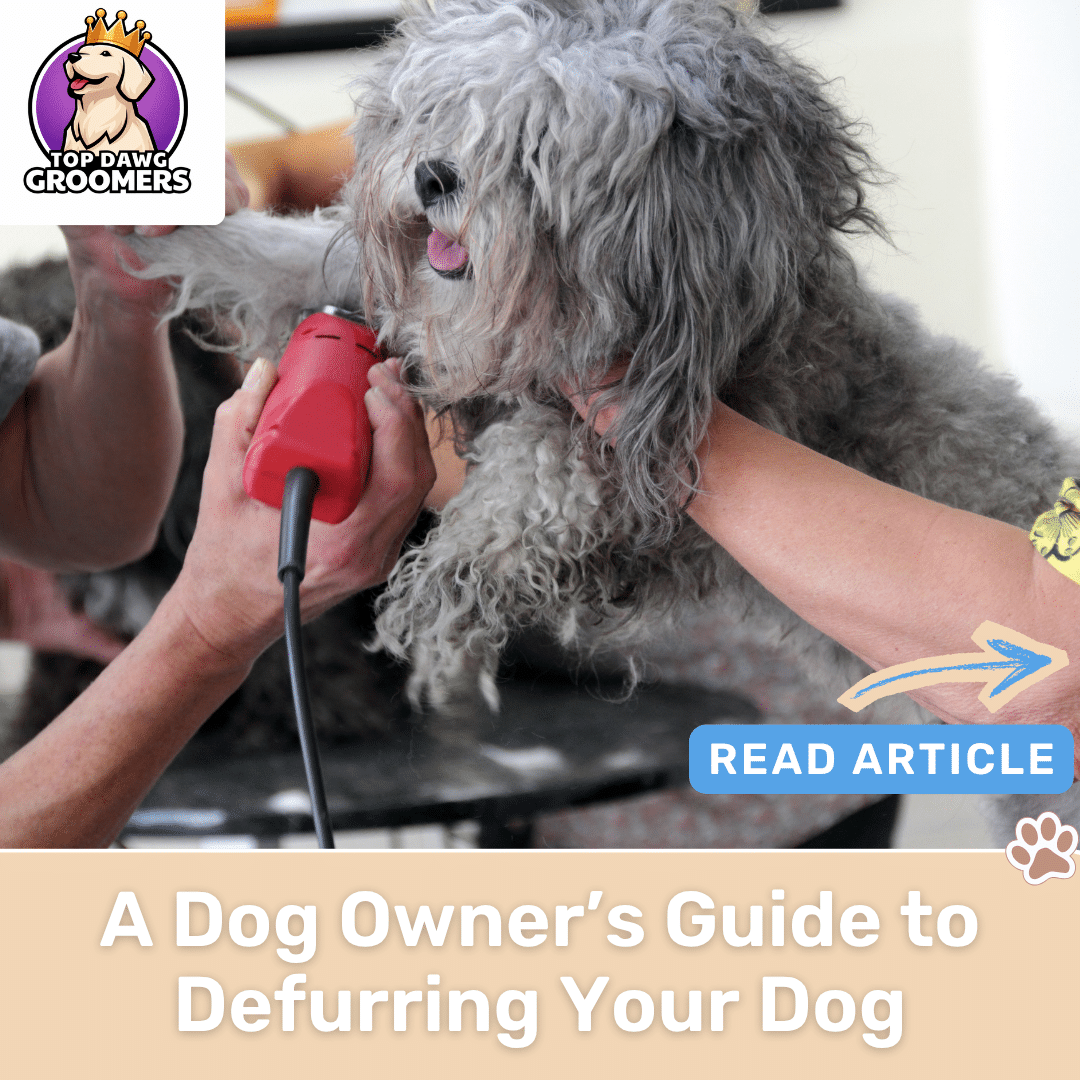 A Dog Owner’s Guide to Defurring Your Dog