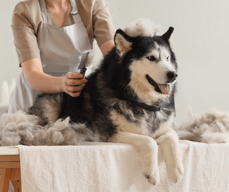 Shedding season