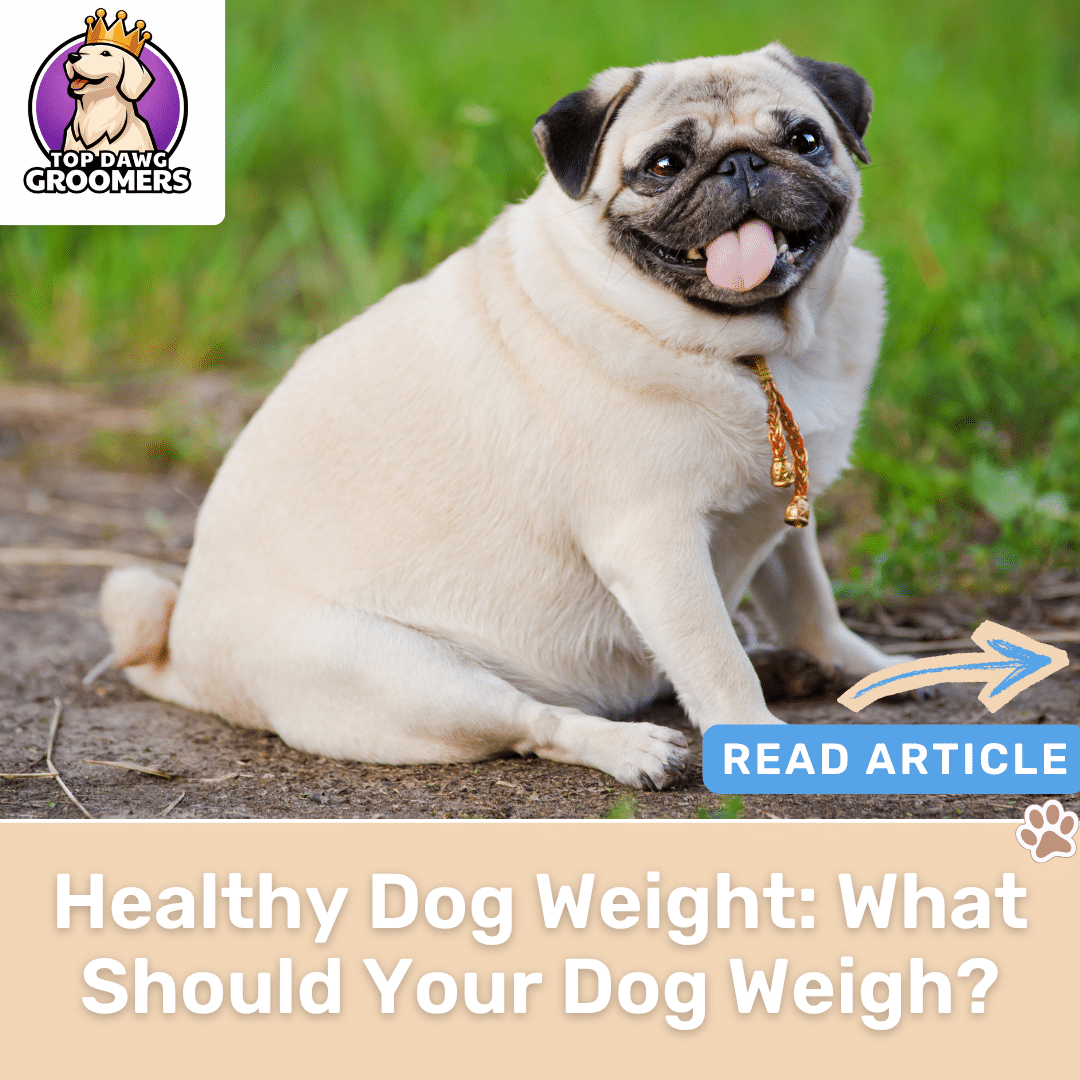 Healthy Dog Weight: What Should Your Dog Weigh?