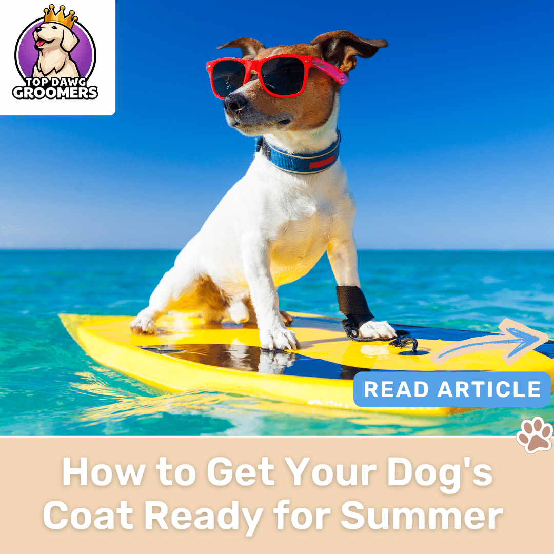 Summer Dog Grooming