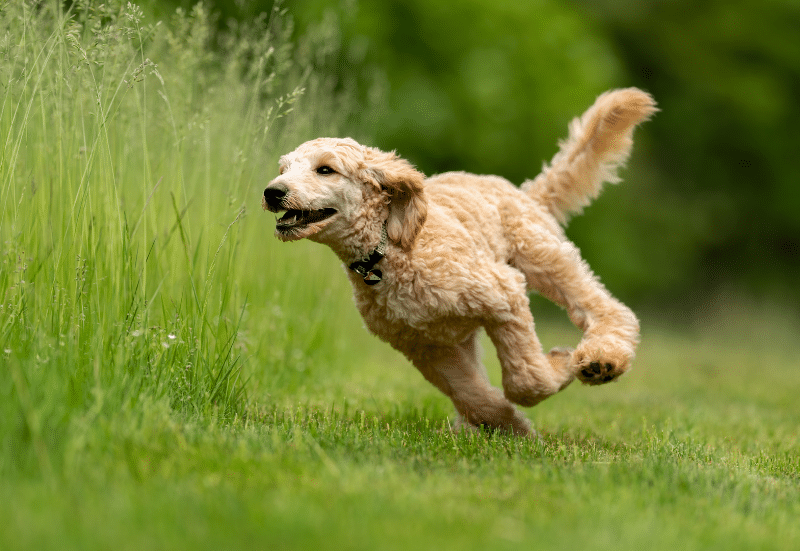 Dog Grooming for Summer